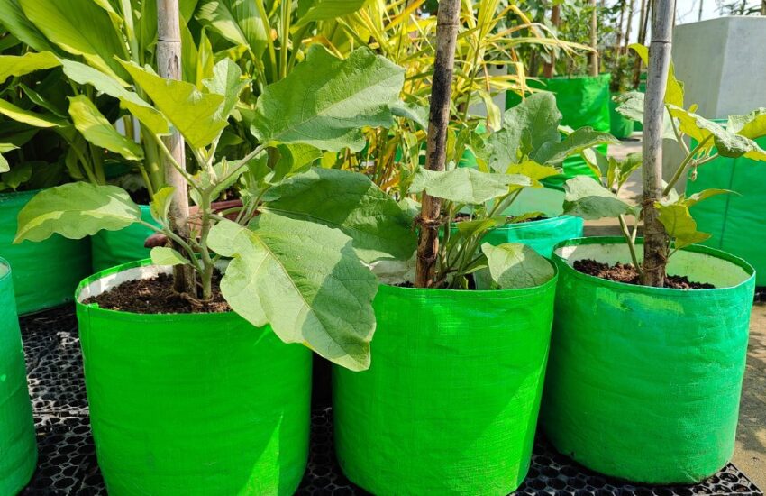 Uncovering the Most Affordable and Effective Wholesale Nursery Pots