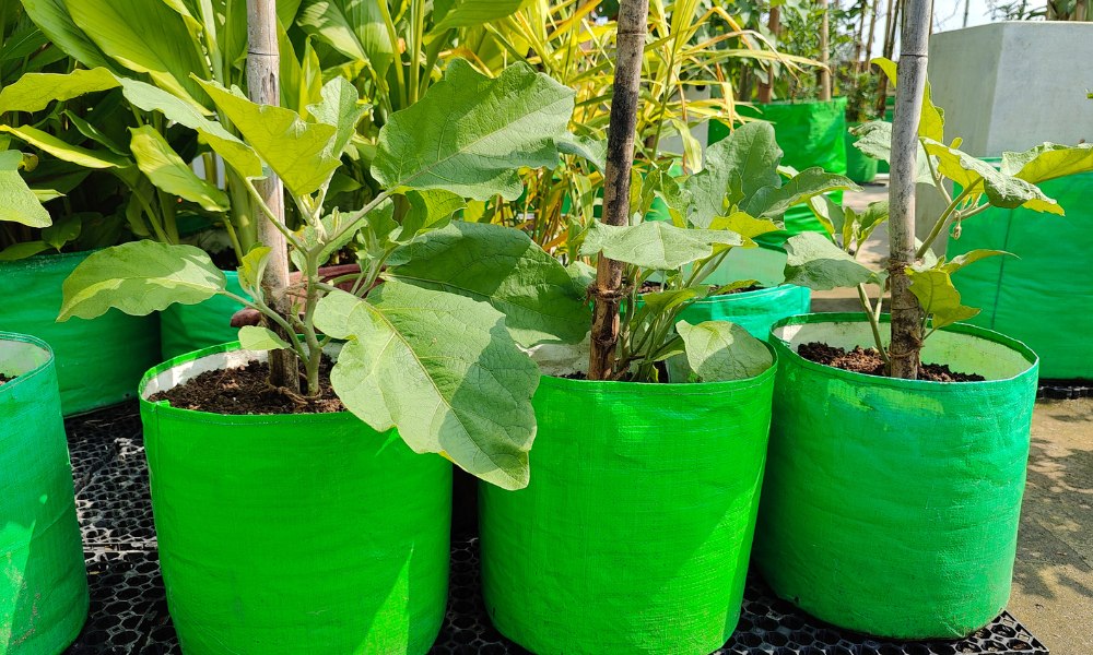 Start Strong: Uncovering the Most Affordable and Effective Wholesale Nursery Pots