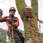 Role of Arborists