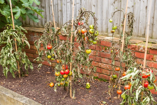 Dying Plant